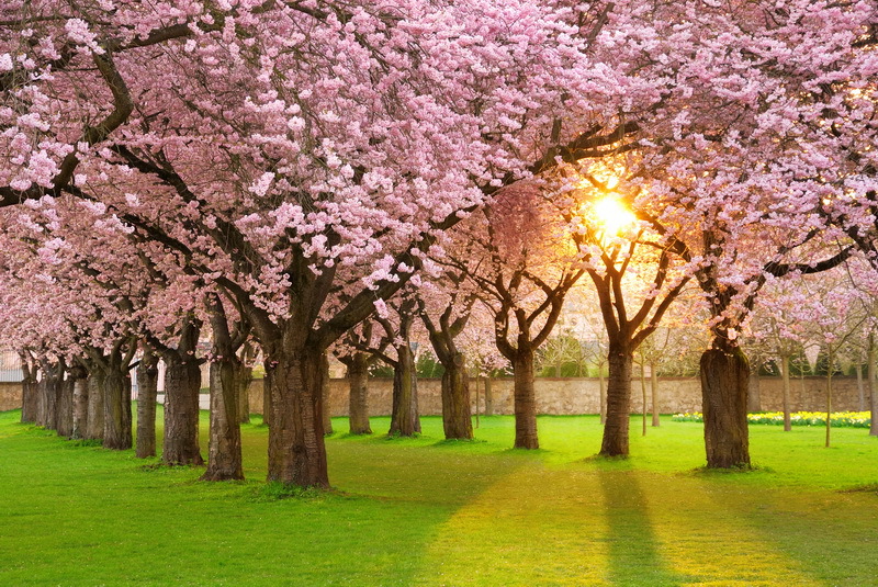 aa-Light-Pink-Peach-Flowers-Blossom-Orchard-Green-Garden-Custom-Photography-Backgrounds-Studio-Backdrops-Vinyl-10x10